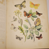 * Rare * European Butterflies and Moths By W.F. Kirby 1882  61 Cold Plates 1st - Image 10